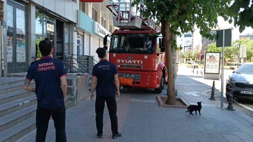 Batman&rsquo;da vefakar kedi arkadaşını yalnız bırakmadı
