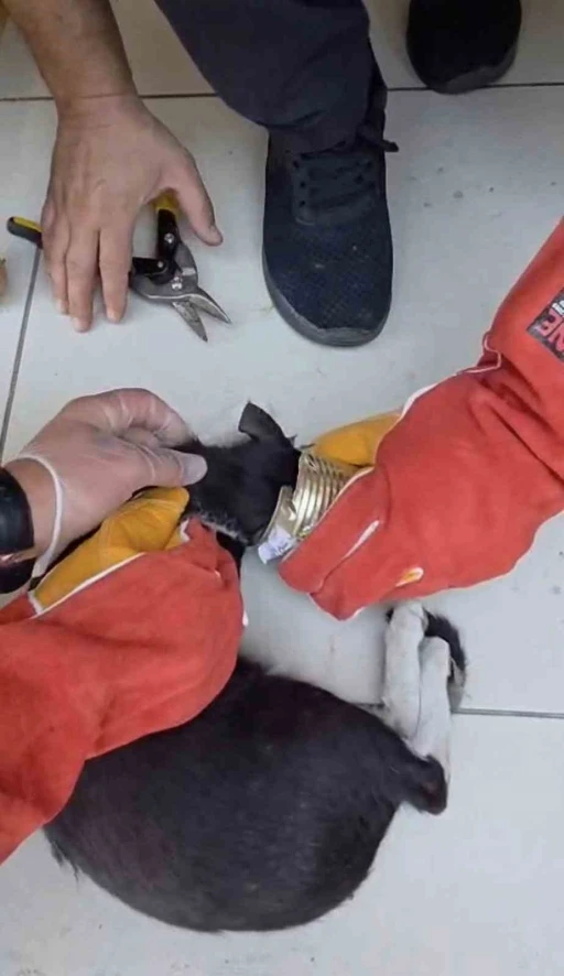 Batman&rsquo;da yaramaz kedi kafasını tenekeye sıkıştırdı, itfaiye kurtardı
