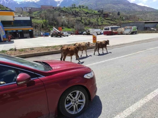 Batman&rsquo;da yola &ccedil;ıkan b&uuml;y&uuml;kbaş hayvanlar s&uuml;r&uuml;c&uuml;lere zor anlar yaşatıyor
