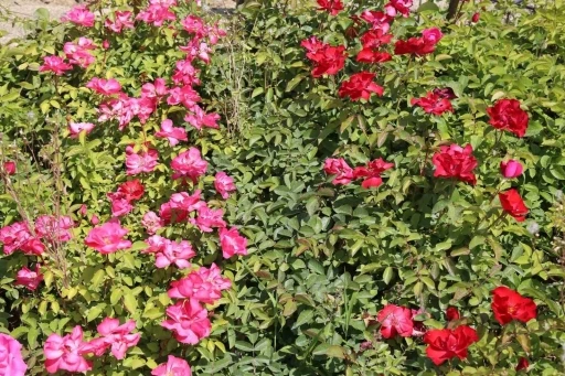 Battalgazi’nin park ve bahçeleri kendi ürettiği çiçeklerle güzelleşiyor

