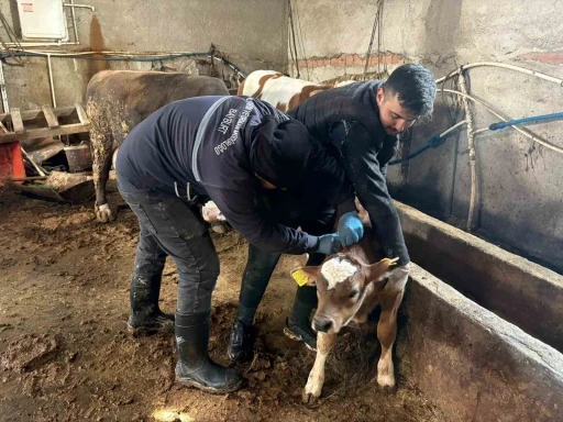 Bayburt genelinde şap, brusella aşılamaları ve k&uuml;peleme &ccedil;alışmaları s&uuml;r&uuml;yor
