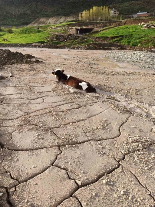 Bayburt Group İnşaat firmasının döktüğü beton yığınına, kurbanlık düve saplandı
