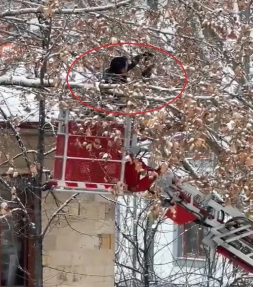 Bayburt&rsquo;ta ağa&ccedil; dallarına dolanan kargayı itfaiye kurtardı
