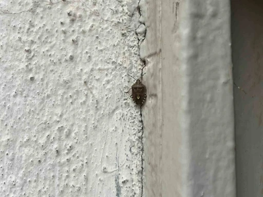 Bayburt’ta kokarca böceği görüldü
