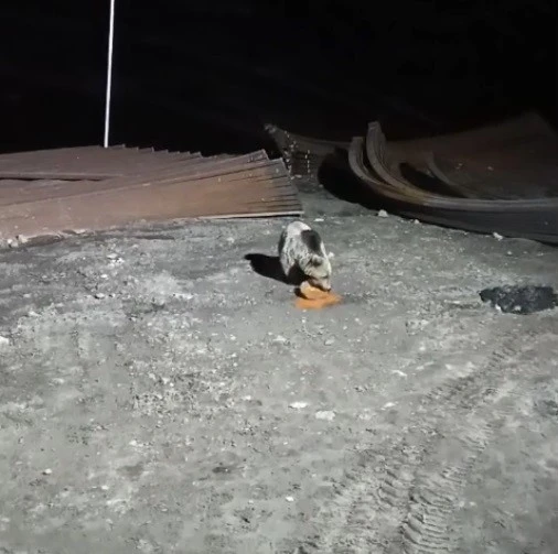 Bayburt&rsquo;ta k&ouml;peklerin kovaladığı ayı yemeğini bırakmadı
