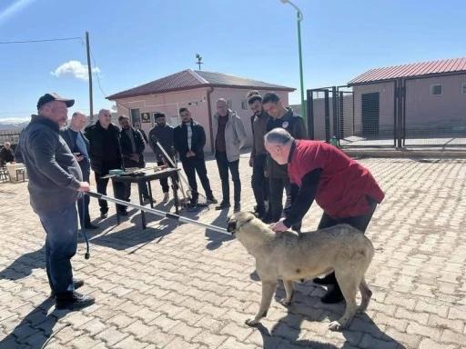 Bayburt’ta sokak hayvanlarını yakalama personeline eğitim
