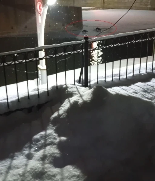 Bayburt&rsquo;ta su samuru bu kez eşiyle birlikte g&ouml;r&uuml;nt&uuml;lendi
