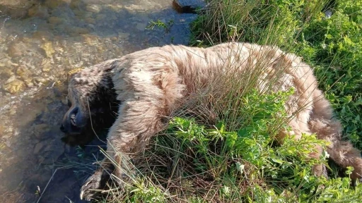 Bayburt&rsquo;ta yaralı halde g&ouml;r&uuml;len bozayı &ouml;l&uuml; bulundu

