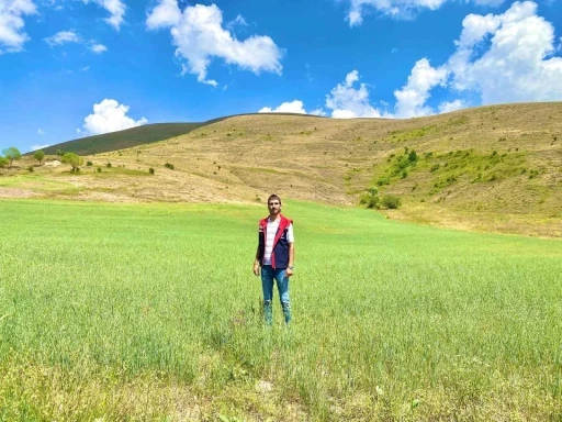 Bayburt’ta yem bitkileri için saha çalışmaları sürüyor
