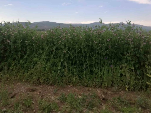 Bayburt&rsquo;ta y&uuml;zde 50 hibeli bezelye tohumu desteğinde başvurular 23 Mart&rsquo;ta başlıyor
