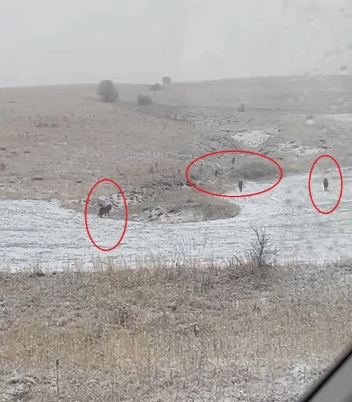 Bayburt&rsquo;un k&ouml;ylerinde kurt s&uuml;r&uuml;leri g&ouml;r&uuml;ld&uuml;
