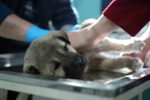 Bayburtlu şof&ouml;rden insanlık dersi: Başka s&uuml;r&uuml;c&uuml;n&uuml;n &ccedil;arpıp ka&ccedil;tığı yaralı k&ouml;peğe umut oldu
