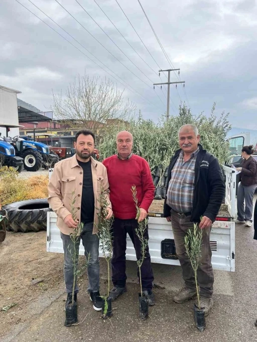 Bayındır&rsquo;da &uuml;reticilere zeytin fidanı desteği
