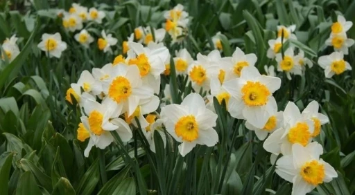 Bayındır&rsquo;da yetişen nergis, bilimde &ouml;ne &ccedil;ıkıyor
