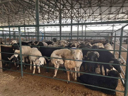 Bayrama sayılı günler kala kurban pazarında satışlar beklenenin altında kaldı
