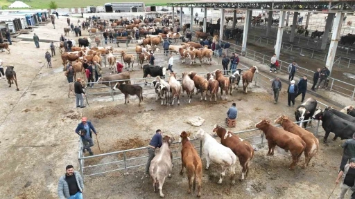 Bayrama sayılı g&uuml;nler kala Sorgun canlı hayvan pazarında hareketlilik yaşandı
