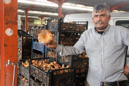 Bayramiç’te kanlıca mantarı köylünün gelir kapısı oldu
