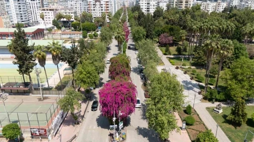 Begonvili gören kadın kendini yeniden doğmuş gibi hissetti

