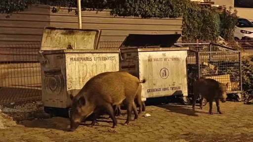 Marmaris’i domuzlar ele geçirdi