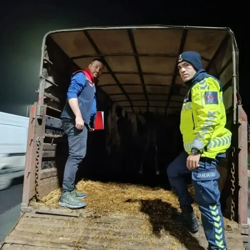 Belgesiz hayvan sevkine ceza: Hayvanlar işletmeye iade edildi
