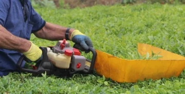 Benzinli çay toplama makinesi ile çay toplamak bu yıl da yasak
