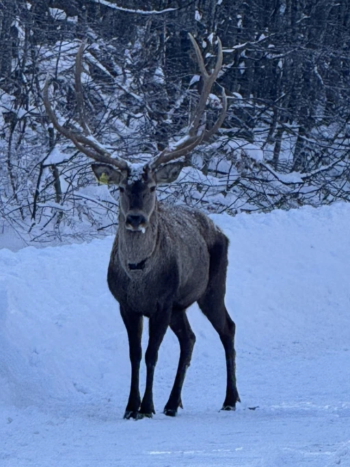 Beyaza b&uuml;r&uuml;nen doğada kızıl geyik s&uuml;rprizi
