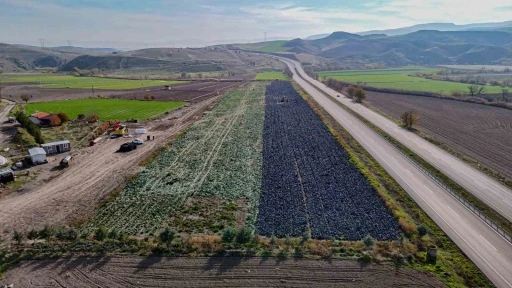 Beypazarı’nda mor lahana hasadı sürüyor

