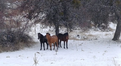 Beypazarı&rsquo;nda yılkı atları kartpostallık g&ouml;r&uuml;nt&uuml;ler oluşturdu
