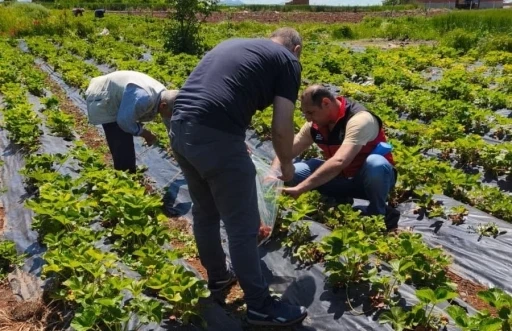 Beyşehir&rsquo;de &ccedil;ilek hasadı &ouml;ncesi pestisit denetimleri
