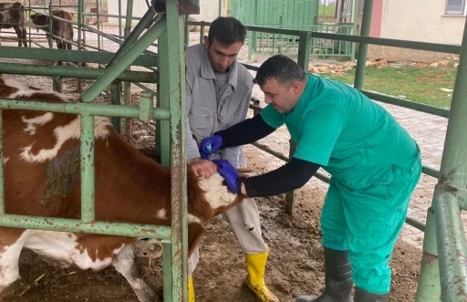 Beyşehir&rsquo;de hayvan sağlığını koruma &ccedil;alışmaları
