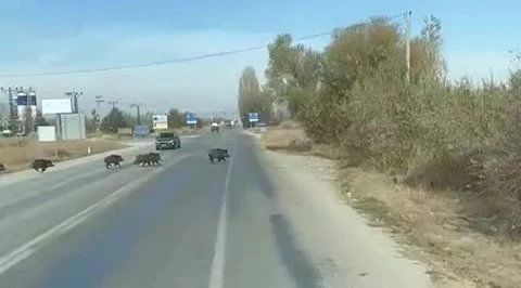 Beyşehir’de kara yoluna çıkan yaban domuzu sürüsü böyle görüntülendi
