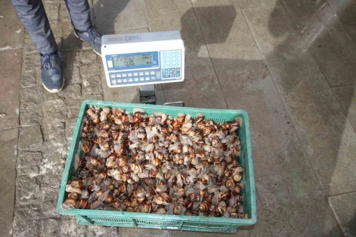 Beyşehir’de salyangoz toplama işi, gelir kaynağı oldu
