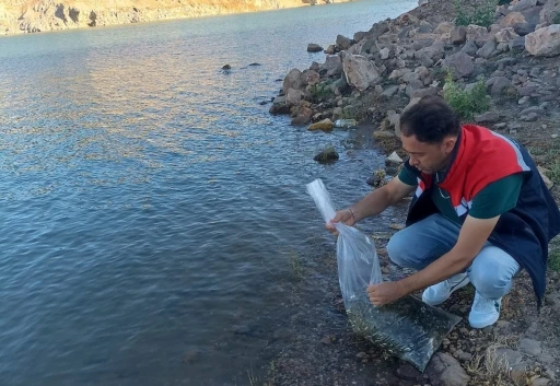 Beyşehir’in göletlerine yavru sazan takviyesi
