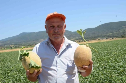 Bilecik&rsquo;in &uuml;nl&uuml; Medetli kavununun hasadı başladı
