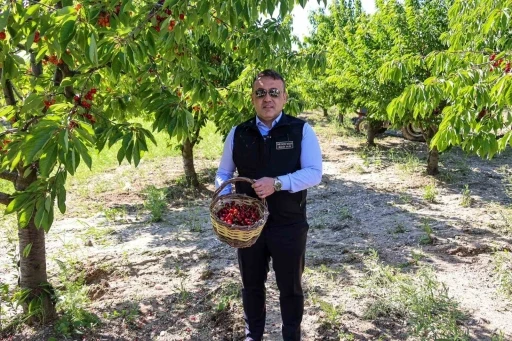 Bilecik&rsquo;te 27 bin dekarda yıllık yaklaşık 15 bin 500 ton kiraz &uuml;retimi
