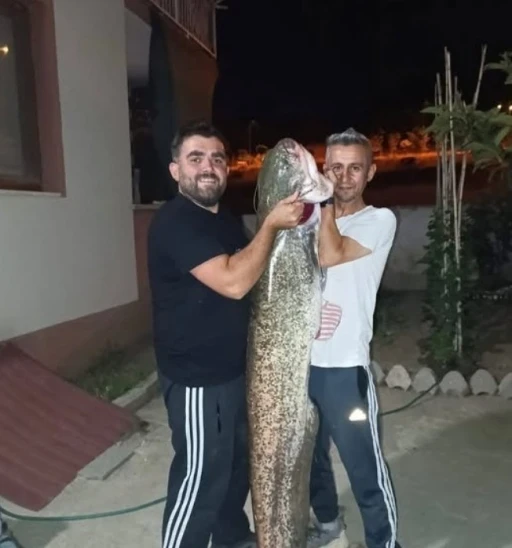 Bilecik’te dev yayın balığını tutuldu
