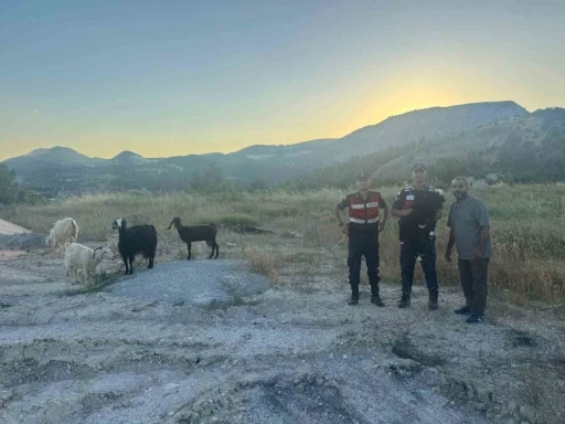 Bilecik&rsquo;te kaybolan 9 k&uuml;&ccedil;&uuml;kbaş hayvan bulunarak sahibine teslim edildi
