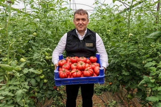 Bilecik&rsquo;te &ouml;rt&uuml; altı domates hasadı başladı
