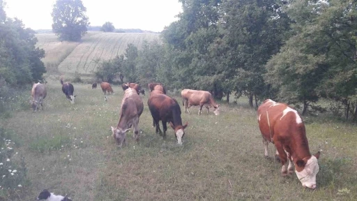 Bilecik&rsquo;te şap alarmı: Hayvan giriş-&ccedil;ıkışları yasaklandı
