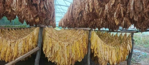 Bilecik&rsquo;te t&uuml;t&uuml;n ve ipekb&ouml;ceği i&ccedil;in ilk adım atıldı

