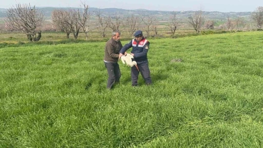 Bilecik&rsquo;te yaralı leylek yetkililere teslim edildi
