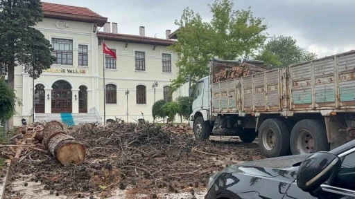 Bilecik Valiliği bah&ccedil;esindeki dev &ccedil;am ağa&ccedil;ları kesildi
