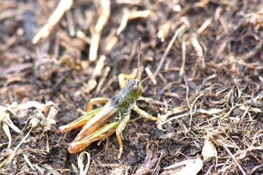 Bilim insanları yeni bir çekirge cinsi keşfetti
