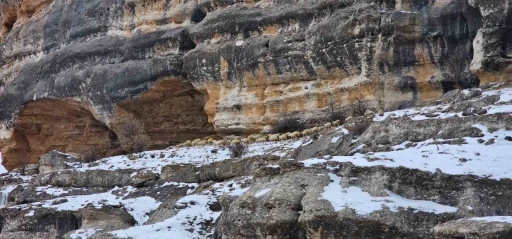 Bin 600 rakımda s&uuml;r&uuml;lerin yolculuğu kamerada
