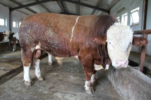 Bing&ouml;l&rsquo;de 1,5 tonluk &rsquo;Tosun Paşa&rsquo; 450 bin liraya alıcı buldu
