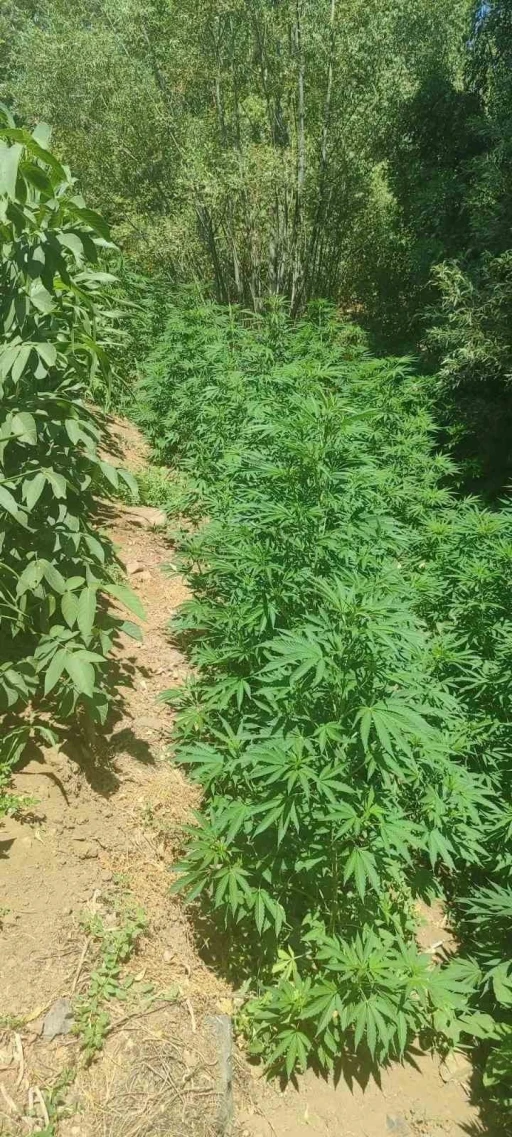 Bingöl’de 17 bin kök kenevir ele geçirildi
