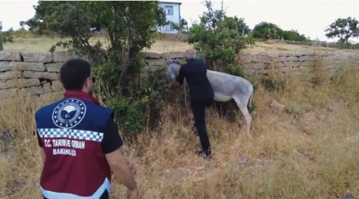 Bing&ouml;l&rsquo;de 68 başıboş hayvan toplandı
