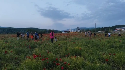 Bing&ouml;l&rsquo;de doğal oluşan gelincik tarlası vatandaşların ilgi odağı oldu
