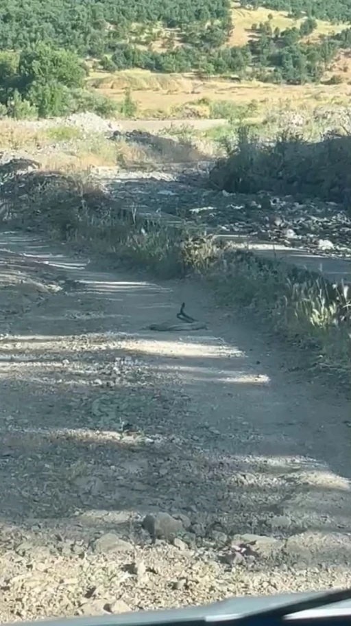 Bing&ouml;l&rsquo;de iki yılanın dansı g&ouml;r&uuml;nt&uuml;lendi
