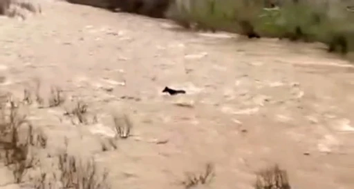 Bing&ouml;l&rsquo;de sel sularına kapılan at &ouml;l&uuml;mden d&ouml;nd&uuml;

